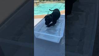 Gage Playing in the Water #puppy #puppylove #fyp #staffordshirebullterrier