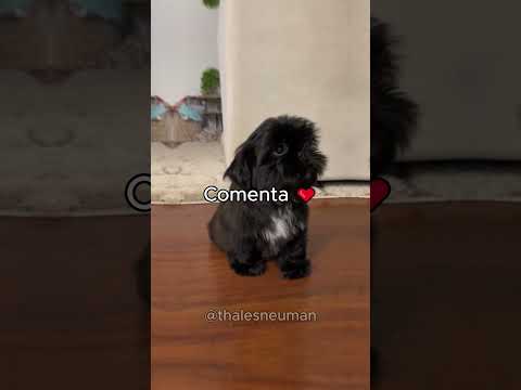 QUAL CACHORRO VOCÊ VAI TER NO FUTURO?😳 #shorts