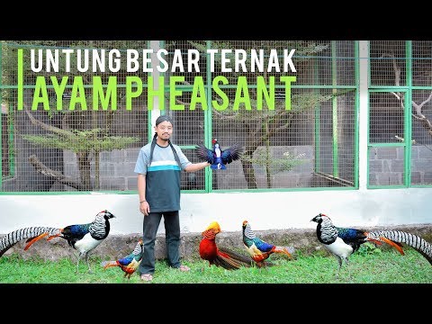 Download Video Meraup Untung Ternak Ayam Pheasant, Ayam Hias Mahal Berbulu Eksotis Download Video Meraup Untung Ternak Ayam Pheasant, Ayam Hias Mahal Berbulu Eksotis