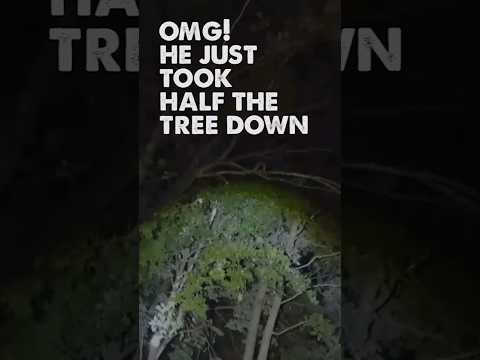 Something Tearing Limbs Out Of Massive Tree in South Carolina (Top 6 Facts) #bigfoot #cryptids