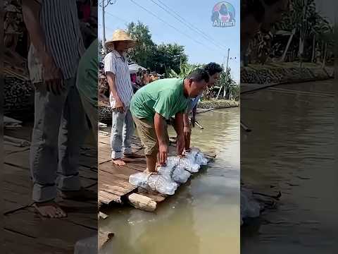 แข่งขัน วิ่งบนน้ำ #ชาวบ้าน #ภูมิปัญญาชาวบ้าน #บ้านๆ #ไทยบ้าน #ดีไอวาย