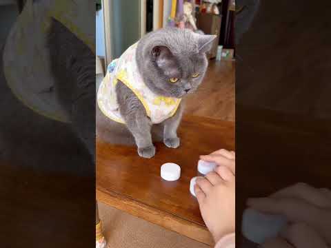 cat analysis ๐พ๐พ๐พ #reaction #funny #catvideos #shaababies #fun #pets #comedy