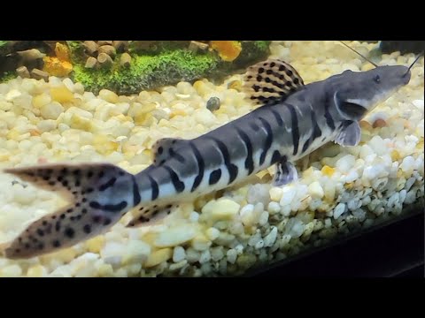 I Bought A Fish 6x The Size Of Moby!