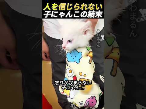人を信じられない子猫の結末