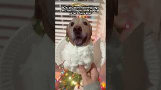 angels don’t have wings, they have paws ❤️🪽 | #adoptme #rescuedog #foster #labrador #adoptdontshop