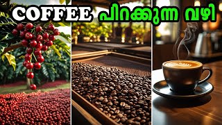 കാപ്പിപ്പൊടി ഉണ്ടാക്കുന്നത് എങ്ങനെയാണെന്ന് നിങ്ങൾക്കറിയാമോ ? How Millions of Coffee are Harvested