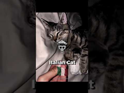 Cats Around the World 😳
