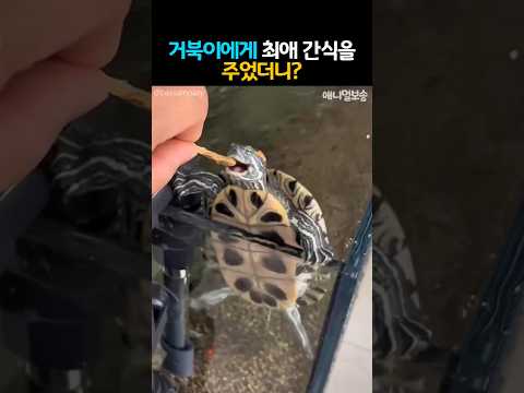 거북이에게 최애 간식을 주었더니? #동물 #거북이