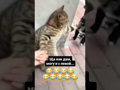 #изобилие #cat #силасознания #automobile #балансвселенной #материализациямыслей #метафизик #дыхание