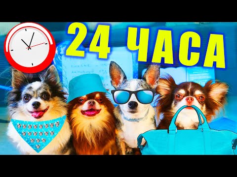 24 ЧАСА В ОДНОМ ЦВЕТЕ В ПОХОДЕ ГЛАЗАМИ СОБАК БЛОГЕРОВ! ЕДА ОДНОГО ЦВЕТА