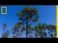 Hurricane Patterns and Tree Ring Analysis