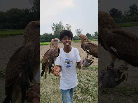 খোলা আকাশে ছেড়ে দিলাম আমাদের  ঈগল পাখি 🦅🦅❤️#foryou #comedy #lifeisbutadream #shorts #viralvideo,,
