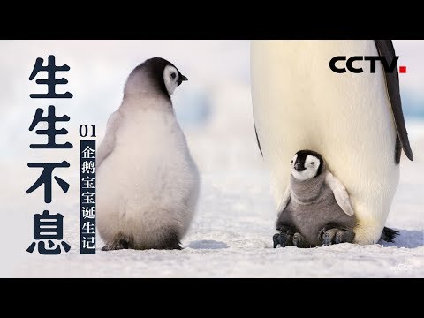 企鹅宝宝诞生记 | CCTV纪录 - YouTube