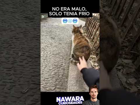 Amo mucho este short 🐱❤️#catlove