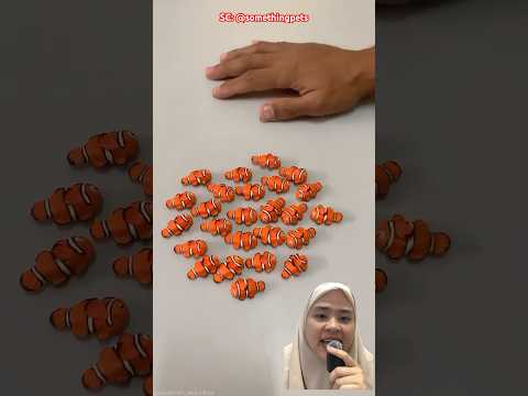 IKAN BENERAN APA MAINAN⁉️ somethingpets #trendingvideo #trendingshorts #funny #ikan