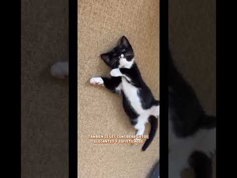 #gatos #orelhadegato #cat #gatinhaestrelinha #gateiraporamor #gato #petsfofinhos #gatitos #pets