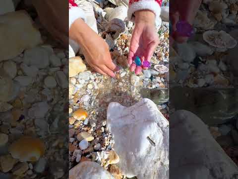 Giant Pearl Scallops vs. Freshwater Snails: Which Makes More Pearls?