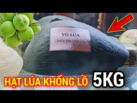 HẠT LÚA KHỔNG LỒ TO HƠN QUẢ DỪA | EM QUÍ MIỀN TRUNG