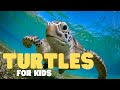 Freshwater Turtle Knowledge Assessment