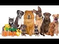 Understanding Dogs: Man's Best Friend