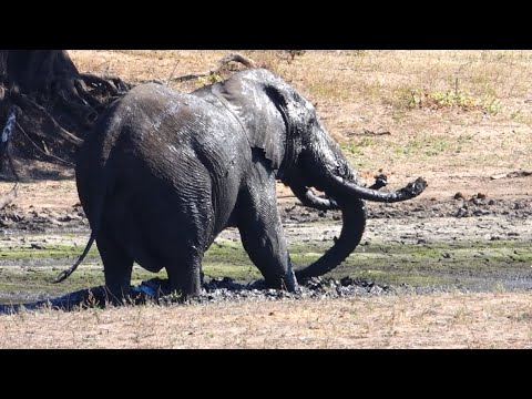 Elephant Mud Bogging Fest