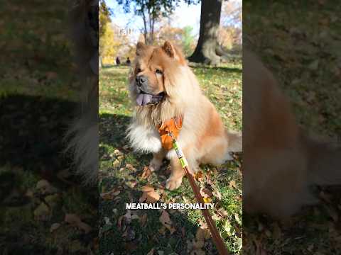 Meet Meatball, a 5-year-old Chow Chow who loves the cold weather! #dog #chow