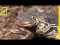 Cobra and Monitor Lizard Encounter