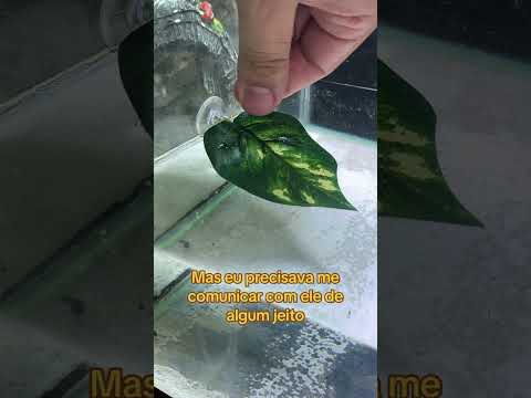 Ensinei um peixe a viver fora da d’água #aquarismo