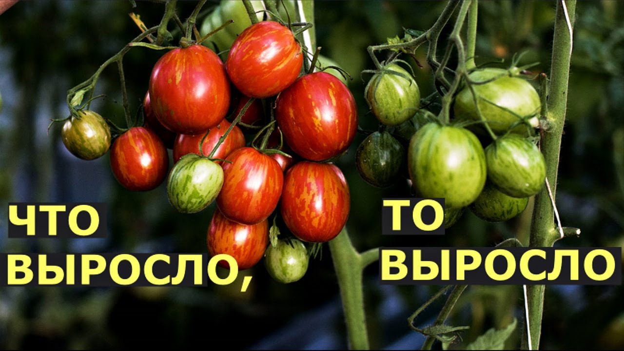 Помидоры в конце июля. Какие радуют, какие нет