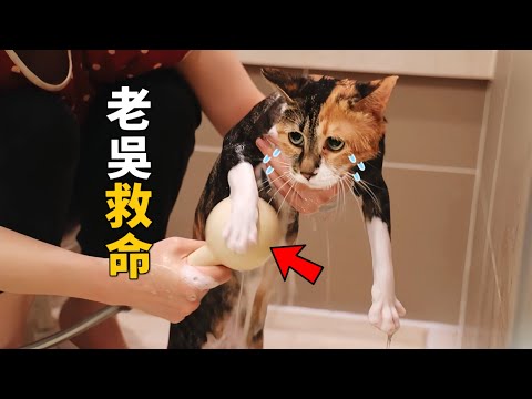 給撿來的小浪貓洗澡，全程飆高音罵罵咧咧｜李喜猫