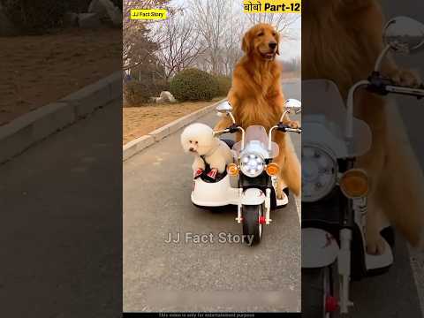 बोबो Part-12 Story Of Helping Good Dog 😊 | The dogs are cute and funny | Hindi Fun #dog #shorts
