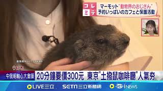 療癒系動物新寵! 東京"土撥鼠咖啡廳"人氣夯 醜萌又療癒 動物新星"土撥鼠"在日人氣竄升｜三立新聞網│ Vidol