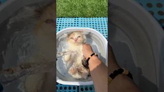Cute kittens first time bath 😍 #cat #kitten #catlover #kucinglucu