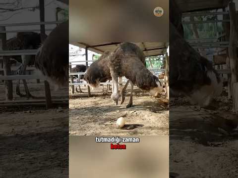 Devekuşu Yumurtası Düşerse Ne Olur? 🥚💥😱