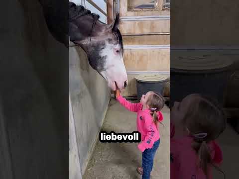 Diese Pferde lieben ihre kleine Besitzerin 🐴😊