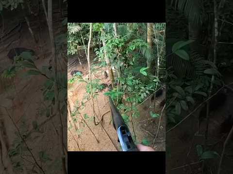 Охота на дикого кабана с дерева с идеальным выстрелом .#chasse #hunting #cinghiale #jabali #wildboa