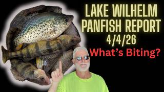 Wilhelm Panfish Report: What's Biting & What's Not