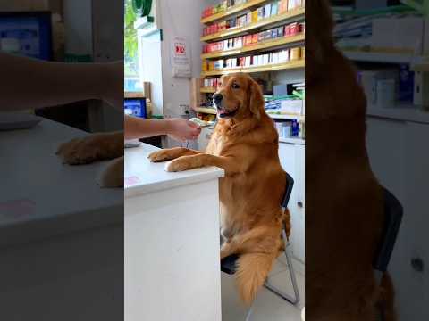 চোরের কাছ থেকে জিনিস উদ্ধার করলাম 🤣🤣 #shorts #comedy #funny