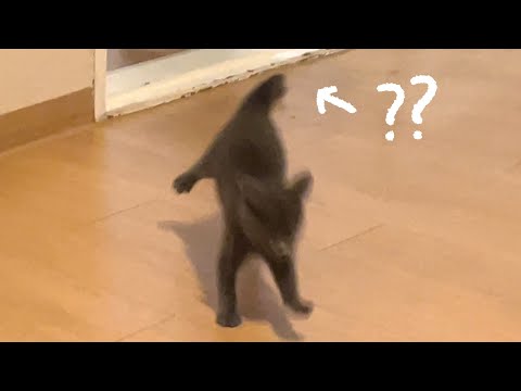 고양이 꼬리가 갑자기 똑 떨어졌어요