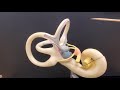 Inner Ear Anatomy and Functions