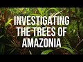 Identifying Tree Characteristics and Strategies