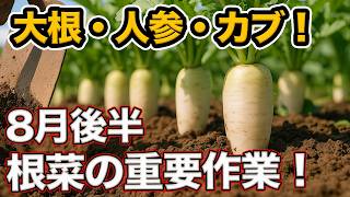 秋冬の根菜栽培スタート！ダイコン・カブ・ニンジンのおすすめ品種と8月後半にやるべき作業を徹底解説！【農園ライフ】