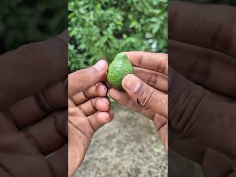 Status of guavaes #shorts #shortvideo