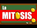Exploring the Stages of Mitosis: Metaphase, Anaphase, Telophase, and Cytokinesis