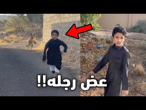 الطفل هذا لقى كلب مفترس!