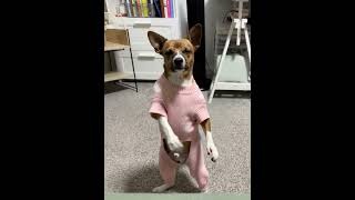 Super Cooper comes with dance moves now! 🥹✨🐾♥️ #doggydance #doglife #aishorts