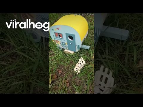 Mr. Jingles Out in His Caravan || ViralHog
