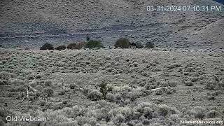 Yellowstone Bison Hazing -   Easter Morning
