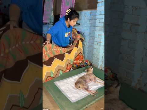 Agar aap in ke liye apne โน1 donate kre ge to in ki winter sukoon or safely rhe paye ge โค๏ธlink in bio