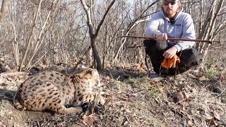 How To Release A Bobcat From A Foothold Trap With A Catch Pole Video